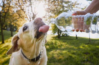 Beste PFAS waterfilter van 2026