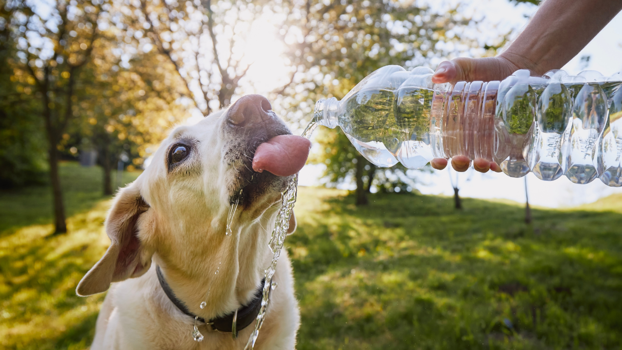 Beste PFAS waterfilter van 2026